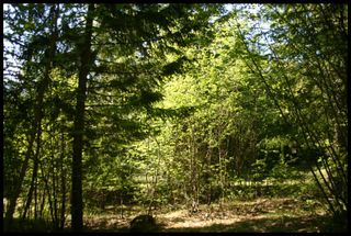 Photo 14: 21 6500 Southwest 15 Avenue in Salmon Arm: Panorama Ranch Vacant Land for sale : MLS®# 10230290