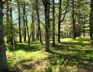 Photo 3: Lot 1 Medway River Road in Bangs Falls: 406-Queens County Vacant Land for sale (South Shore)  : MLS®# 202206174