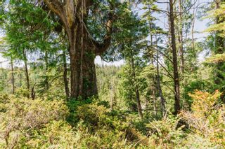 Photo 16: LOT B Hawkes Rd in Ucluelet: PA Ucluelet Land for sale (Port Alberni)  : MLS®# 942953