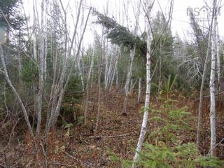 Photo 2: Old Graham Road in Salt Springs: 108-Rural Pictou County Vacant Land for sale (Northern Region)  : MLS®# 202226186