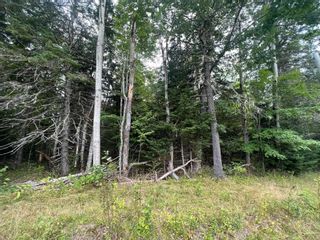 Photo 13: Lot 4 Heron Road in Central West River: 108-Rural Pictou County Vacant Land for sale (Northern Region)  : MLS®# 202221259