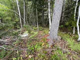Photo 10: Lot 4 Heron Road in Central West River: 108-Rural Pictou County Vacant Land for sale (Northern Region)  : MLS®# 202221259