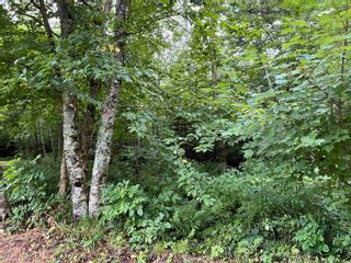 Photo 7: Heathbell Road in Scotch Hill: 108-Rural Pictou County Vacant Land for sale (Northern Region)  : MLS®# 202302518