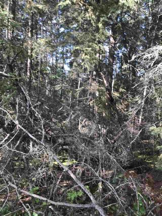 Photo 23: Pinebrook Block 1 Lot 2: Rural Thorhild County Rural Land/Vacant Lot for sale : MLS®# E4171871