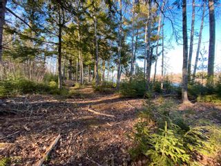 Photo 11: Lot Saunders Road in Durham: 108-Rural Pictou County Vacant Land for sale (Northern Region)  : MLS®# 202129627
