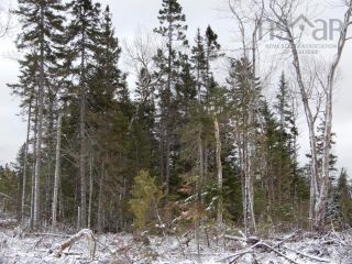 Photo 3: Gunn Road in East Branch: 108-Rural Pictou County Vacant Land for sale (Northern Region)  : MLS®# 202200105