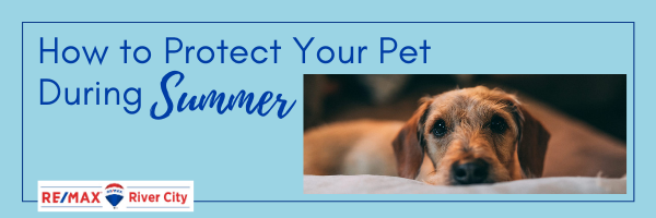 How to Protect Your Pet During Summer 