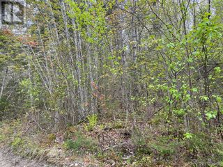Photo 9: -- Gaines Road in Rollingdam: Vacant Land for sale : MLS®# NB073095