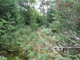 Photo 3: Highway 325 in West Clifford: 405-Lunenburg County Vacant Land for sale (South Shore)  : MLS®# 202220360