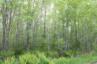 Photo 3: Lot Greenland in Greenland: 400-Annapolis County Vacant Land for sale (Annapolis Valley)  : MLS®# 201917847