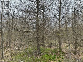 Photo 7: 1382 COUNTY ROAD 36 ROAD in Bobcaygeon: Vacant Land for sale : MLS®# 1339750