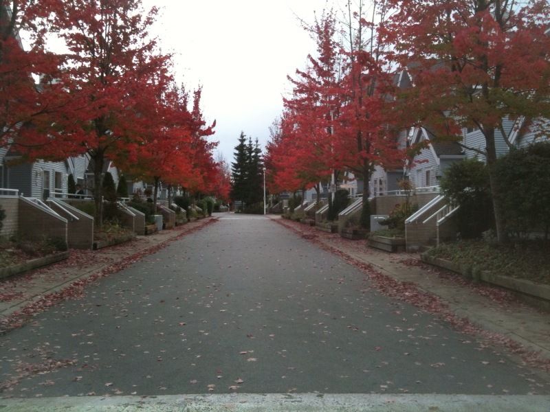 Tree lined street
