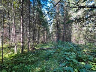 Photo 25: LOT 3 CAVE Road in Williams Lake: Horsefly Land for sale : MLS®# R2719437