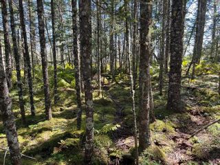 Photo 6: Lot Borgels Shore Drive in Chester Basin: 405-Lunenburg County Vacant Land for sale (South Shore)  : MLS®# 202222857