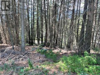 Photo 3: 9165 Tronson Road in Vernon: Vacant Land for sale : MLS®# 10303248