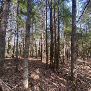 Photo 7: Lot 8 Old Trunk Highway 3 in Hebbs Cross: 405-Lunenburg County Vacant Land for sale (South Shore)  : MLS®# 202300313
