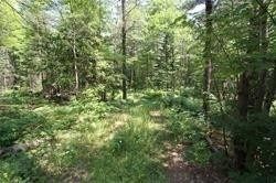 Photo 6: 5238 County Rd 121 Road in Minden Hills: Property for sale : MLS®# X4678347