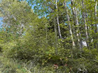 Photo 4: Lot Manse Road in Kenzieville: 108-Rural Pictou County Vacant Land for sale (Northern Region)  : MLS®# 202122852