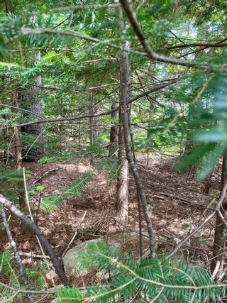 Photo 11: Lot Well Road in Martins River: 405-Lunenburg County Vacant Land for sale (South Shore)  : MLS®# 202219158