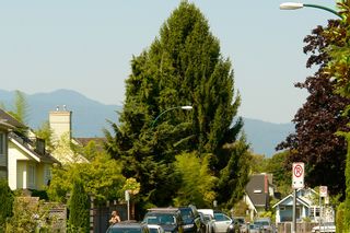 Photo 1: 201 1450 LABURNUM Street in Vancouver: Kitsilano Condo for sale (Vancouver West)  : MLS®# V1139155