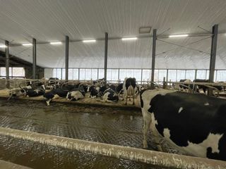 Photo 23: Dairy Farm 783 East River Road, Newtown, NS