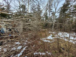 Photo 5: 1372 Hardwood Hill Road in Hardwood Hill: 108-Rural Pictou County Vacant Land for sale (Northern Region)  : MLS®# 202301413