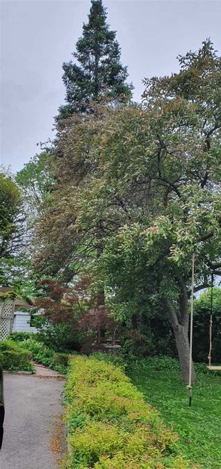 Photo 9: 17 Hedges Boulevard in Toronto: Princess-Rosethorn House (Bungalow) for lease (Toronto W08)  : MLS®# W5948453