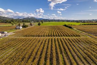 Photo 5: 34659 TOWNSHIPLINE Road in Abbotsford: Matsqui Agri-Business for sale : MLS®# C8057829