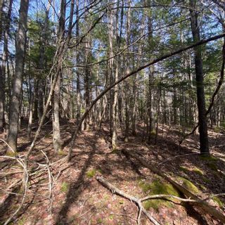 Photo 6: Lot 8 Old Trunk Highway 3 in Hebbs Cross: 405-Lunenburg County Vacant Land for sale (South Shore)  : MLS®# 202312885