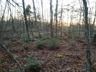 Photo 8: LOT MCNALLY Road in Victoria Harbour: 404-Kings County Vacant Land for sale (Annapolis Valley)  : MLS®# 201923444