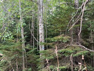 Photo 4: Lot 4 Heron Road in Central West River: 108-Rural Pictou County Vacant Land for sale (Northern Region)  : MLS®# 202221259