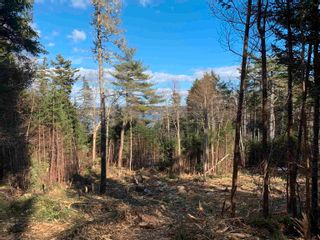Photo 9: Lot 3 West Petpeswick Road in West Petpeswick: 35-Halifax County East Vacant Land for sale (Halifax-Dartmouth)  : MLS®# 202405466