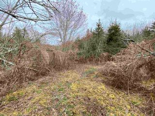 Photo 15: Sherbrooke Road in Greenvale: 108-Rural Pictou County Vacant Land for sale (Northern Region)  : MLS®# 202111683