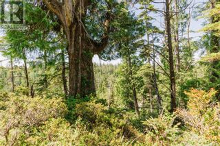 Photo 14: LOT B Hawkes Rd in Ucluelet: Vacant Land for sale : MLS®# 956705