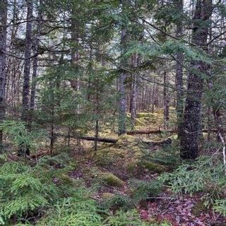 Photo 8: Lot 38 Sand Cove Road in Westfield: 406-Queens County Vacant Land for sale (South Shore)  : MLS®# 202404708