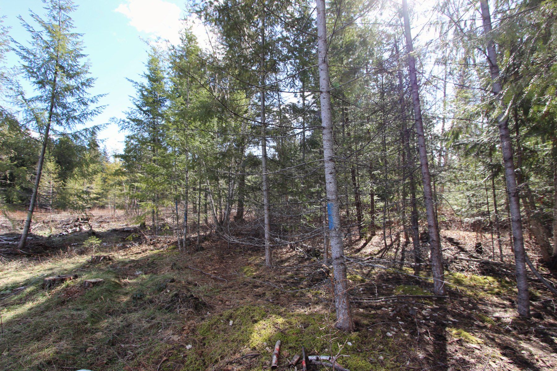 Photo 14: Photos: Lot B Zinck Road in Scotch Creek: Land Only for sale : MLS®# 10249220