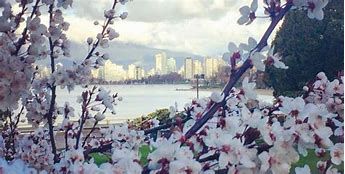 Vancouver Cherry Blossom Festival 