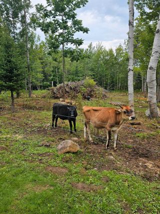 Photo 14: 55 Crocker Road in Harmony: Kings County Farm for sale (Annapolis Valley)  : MLS®# 202317577
