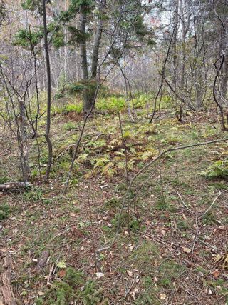 Photo 13: LOT Three Brooks Road in Caribou: 108-Rural Pictou County Vacant Land for sale (Northern Region)  : MLS®# 202304226