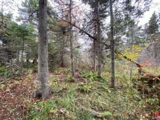Photo 11: LOT Three Brooks Road in Caribou: 108-Rural Pictou County Vacant Land for sale (Northern Region)  : MLS®# 202304226