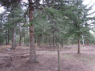 Photo 20: 32253 RR 45 Road S: Rural Mountain View County Detached for sale : MLS®# A1222617