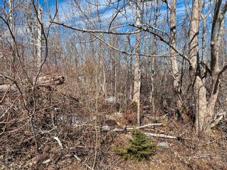 Photo 19: 50 Northumberland Lane in Georgeville: 302-Antigonish County Vacant Land for sale (Highland Region)  : MLS®# 202304562