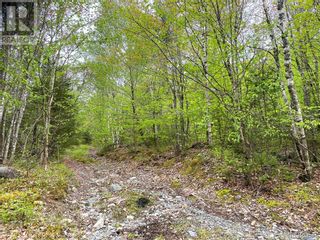 Photo 14: -- Gaines Road in Rollingdam: Vacant Land for sale : MLS®# NB073095