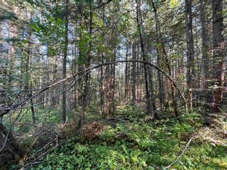 Photo 13: LOT 3 CAVE Road in Williams Lake: Horsefly Land for sale : MLS®# R2719437