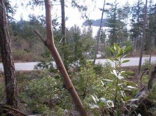Photo 8: LOT 105 JOHNSTON HEIGHTS ROAD in Sunshine Coast: Home for sale : MLS®# R2244687