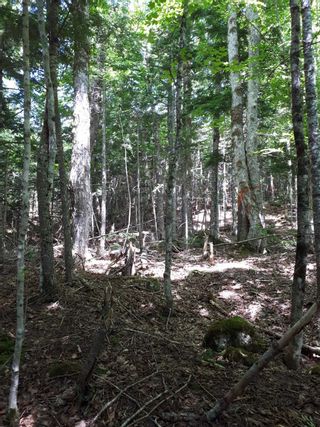 Photo 15: Meiklefield Road in Meiklefield: 108-Rural Pictou County Vacant Land for sale (Northern Region)  : MLS®# 202117504