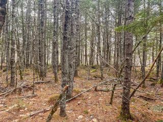 Photo 16: Lot 19 Acres Highway 8 in South Brookfield: 406-Queens County Vacant Land for sale (South Shore)  : MLS®# 202302255