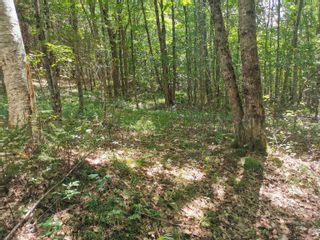 Photo 4: 1817 Northwest Road in Blockhouse: 405-Lunenburg County Vacant Land for sale (South Shore)  : MLS®# 202318168