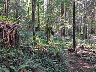 Photo 2: LOT 21 LOWER Road: Roberts Creek Land for sale (Sunshine Coast)  : MLS®# R2490255
