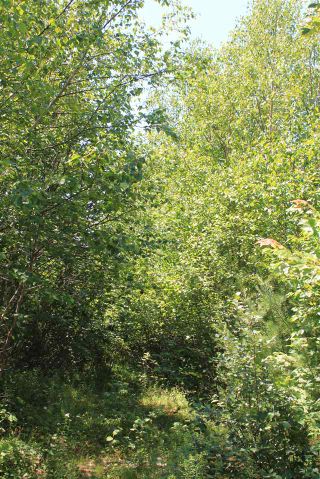 Photo 2: Lot 4 Morganville Road in Morganville: 401-Digby County Vacant Land for sale (Annapolis Valley)  : MLS®# 202012965
